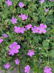 Obraz premium Ornamental display of purple Geranium flowers surrounded by foliage as background.