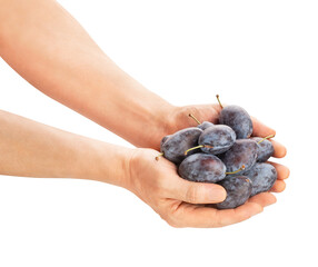 prune plum in hand path isolated on white