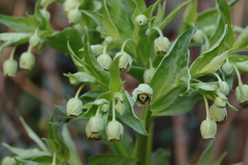 fiore di elleboro puzzolente nel bosco