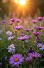 Blooming aster flowers with salvia plants in a sunlit garden at sunset. Purple and white flowers in the backyard. Natural background with bokeh effect and sunlight, golden hour.