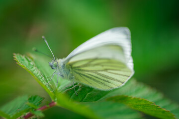 A butterfly sitting on a leaf