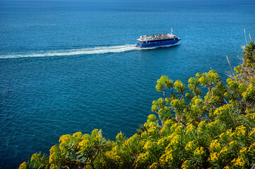 Passenger boat in the turquoise waters of the Mediterranean Sea and yellow flowered bush at the shore of of the Manarola coast, Cinque Terre, Italy