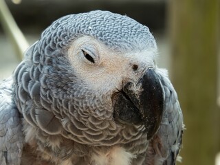 African gray parrot featuring intricate gray feather details and a striking profile against a soft, muted background.
