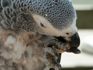 African gray parrot featuring intricate gray feather details and a striking profile against a soft, muted background.