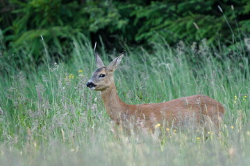 Capreolus capreolus european roe deer female on a field. Sunny spring evening. Funny look.