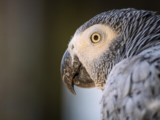 African gray parrot featuring intricate gray feather details and a striking profile against a soft, muted background.
