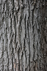 Vertical Close Up Of Deeply Furrowed Grey Bark Texture Of An Old Tree Trunk. Natural Abstract Wood Background.