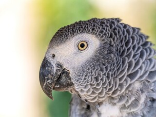 African gray parrot featuring intricate gray feather details and a striking profile against a soft, muted background.
