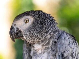 African gray parrot featuring intricate gray feather details and a striking profile against a soft, muted background.