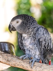 African gray parrot featuring intricate gray feather details and a striking profile against a soft, muted background.