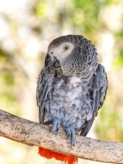 African gray parrot featuring intricate gray feather details and a striking profile against a soft, muted background.