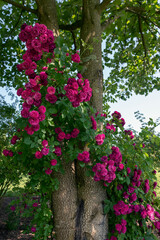 Beautiful Rich Pink Climbing Rose on Tree