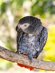 African gray parrot featuring intricate gray feather details and a striking profile against a soft, muted background.
