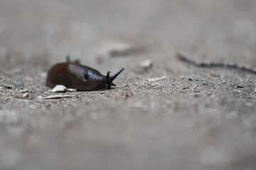 Macro Close Up Of A Brown Slug Slowly Crawling On Bare Earth Or A Dirt Path. Gastropod Mollusc Detail.