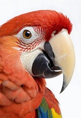Ultra-Realistic Portrait of a Scarlet Macaw. for use in nature-themed posters, educational materials, print design.