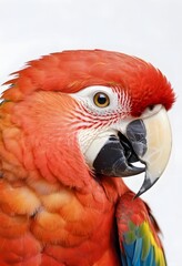 Ultra-Realistic Portrait of a Scarlet Macaw. for use in nature-themed posters, educational materials, print design.