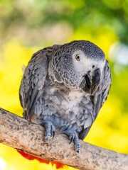 African gray parrot featuring intricate gray feather details and a striking profile against a soft, muted background.