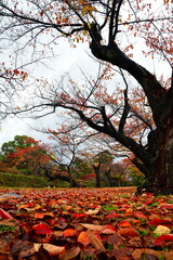 鶴岡公園の紅葉（山形県）
