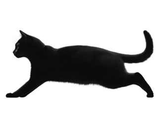A sleek black cat stretches gracefully, showcasing its elegant silhouette against a simple background.