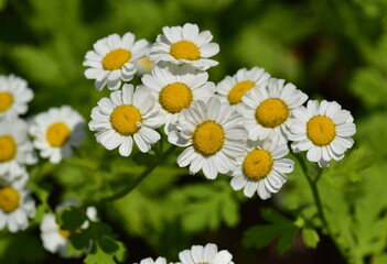 Nahaufnahme von Mutterkraut-Blüten im Frühling
