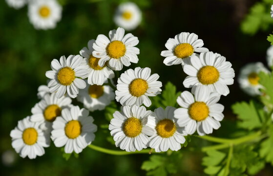 Nahaufnahme von Mutterkraut-Bl&uuml;ten im Fr&uuml;hling