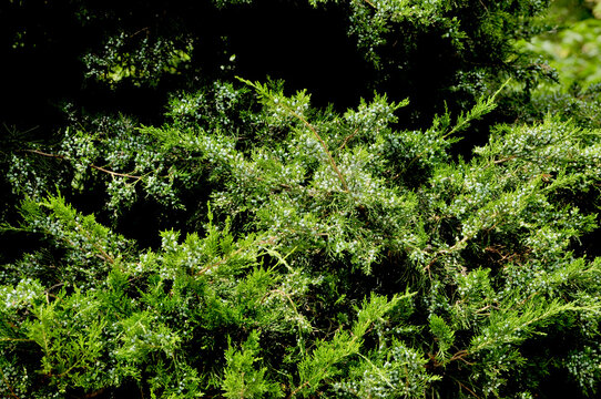 Light branches of foi green tree on black background