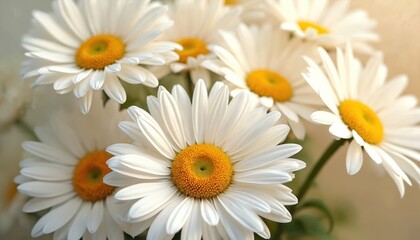 Fototapeta premium Close-up of beautiful white daisy flowers in full bloom. Yellow centers contrast with white petals, creating delicate floral composition. Fresh spring nature, botanical decorative design for