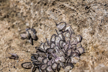 Isognomon californicus, the black purse shell or nahawele in Hawaiian, is a species of bivalve in the family Isognomonidae. Kaʻena Point Trail（North), Oahu Hawaii.