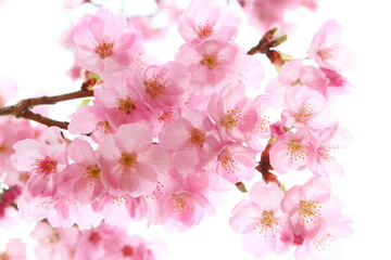 満開の陽光桜のクローズアップ　白背景