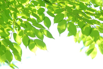 色鮮やかな青葉のクローズアップ　白背景