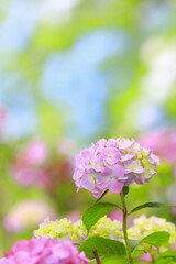 背景をぼかして撮影したアジサイの花