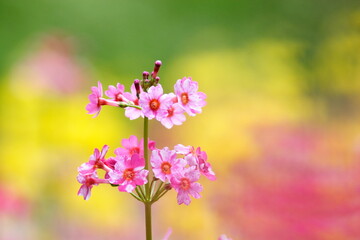 背景をぼかして撮影したクリンソウ