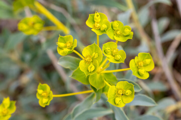 Euphorbia spinosa is a plant species belonging to the Euphorbia genus.