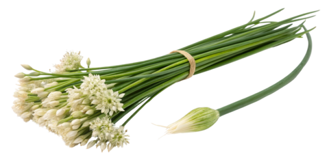 Chinese Chives Bouquet, Blooming Flower Stems Isolated on Transparent Background, Fresh Herb, Culinary Ingredient, Chinese chives, herb