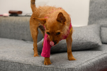 Red Pinscher Dog Recovering from Surgery with Bandage on Side