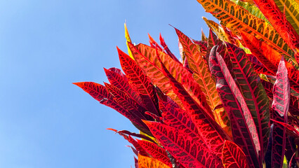Vibrant Croton (Codiaeum variegatum) leaves in shades of red, orange, and yellow, against a blue sky. Sunlight enhances the colors. © niltonemaia