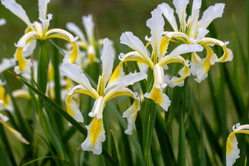 Iris orientalis is a species in the genus Iris; it is also in the subgenus Limniris and in the...