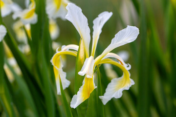 Iris orientalis is a species in the genus Iris; it is also in the subgenus Limniris and in the...