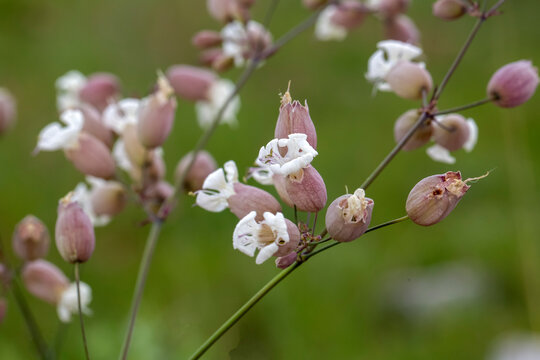Silene vulgaris, the bladder campion or maidenstears, is a plant species of the genus Silene within the family Caryophyllaceae.