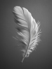 Minimalist Black and White Photo of a Single Soft Feather
