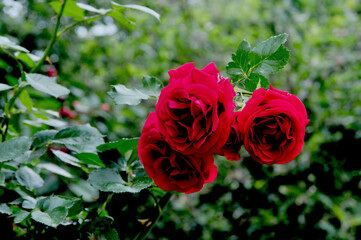Three red roses on a green background
