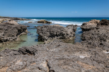 Calcareous reef rock and marine sediment (Pleistocene), Chiefly emerged coral reefs, Reefs consist of coral heads and coralline algae cemented by a lime matrix. Kaʻena Point Trail（North), Oahu Hawaii.