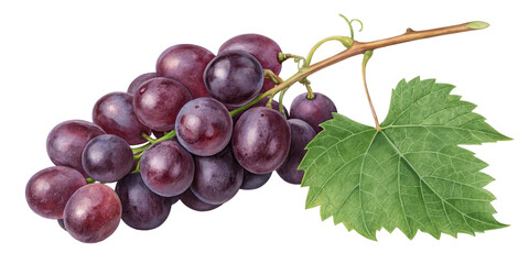 Obraz premium Watercolor Red Grapes with Leaf, Isolated on Transparent Background, Botanical Illustration, Fruit, Vine, Grapes, Watercolor, Illustration