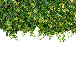 Ivy branches with green leaves as frame high border isolated