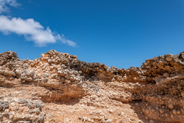 Calcareous reef rock and marine sediment (Pleistocene), Chiefly emerged coral reefs, Reefs consist of coral heads and coralline algae cemented by a lime matrix. Kaʻena Point Trail（North), Oahu Hawaii.