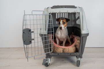 Jack Russell Terrier Dog in Pet Travel Box. 