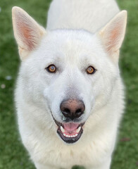 Obraz premium White Husky with Upright Ears and Soft Smile