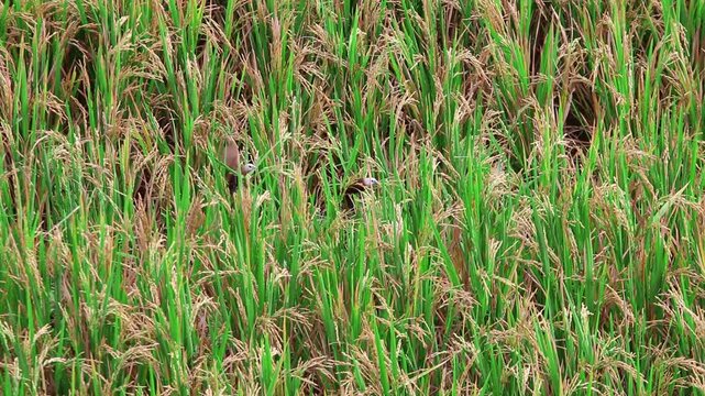 Ripening rice plants (Oryza sativa) visited by a white-headed munia (Lonchura maja), capturing a natural feeding moment in a near-harvest paddy field.