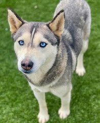 Siberian Husky with Blue Eyes Standing on Turf