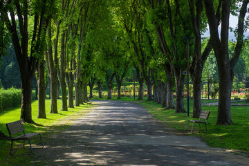 Serene Tree-Lined Walkway on a Sunny Day